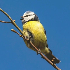 Sunshine on a Tiny String