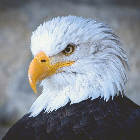 Arte da capa para Titan's Cry