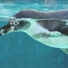 Pizzicato Alley Prank