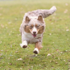 Joyful Hearts in Harmony