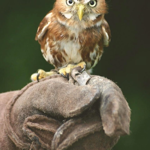 Enchanted Canopyのジャケット画像