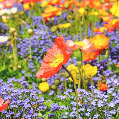 Cover art for Pixelated Playground