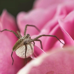 Cover art for Retro Burst Horizon