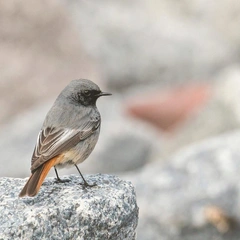 Letters on the Windowsill
