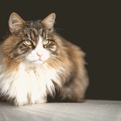 Cover art for Hazy Echoes