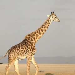 Cover art for Waves of Stillness