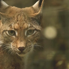 Cover art for Seismic Onslaught