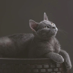 Cover art for Yakety Sax