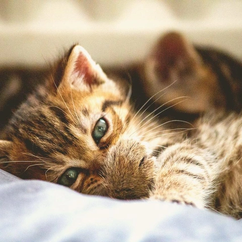 Cover art for Pixel Rocket Carnival