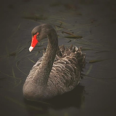 Cover art for Breath of the Deep