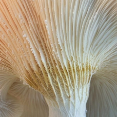 Cover art for Drifting Between Stars