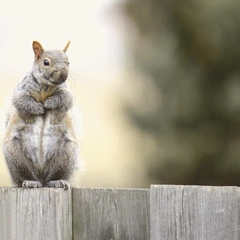 Pizzicato Private Eye