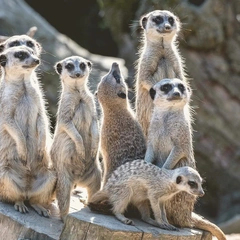 Cover art for Asphalt Velocity