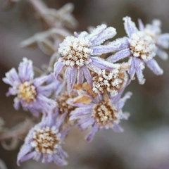 Whispers In The Dust