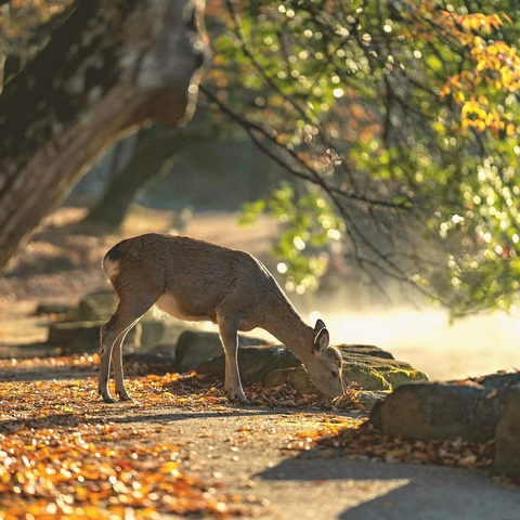 Coverbild für Paper Lanterns