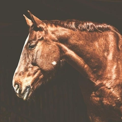 The Night We Met Again