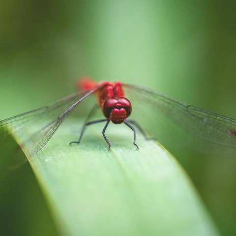 Cover art for Digital Stillness