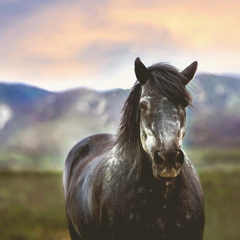 Cover art for Majestic Horizons Unveiled