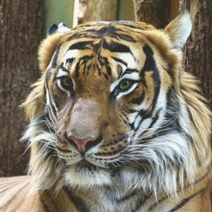 Cover art for Voltage in My Veins