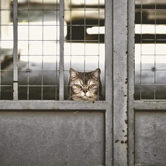 Tubas in Tripping Shoes