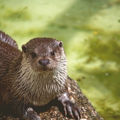 Clarinet in Sneaker Mode
