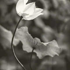 Cover art for Where Thoughts Rest