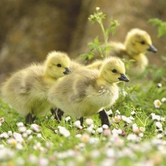 Pocketful of Sunshine Days