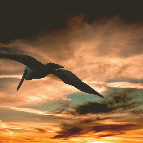 Cover art for Eternal Ascent