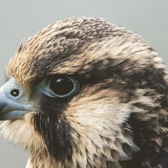 Where Legends Are Forged