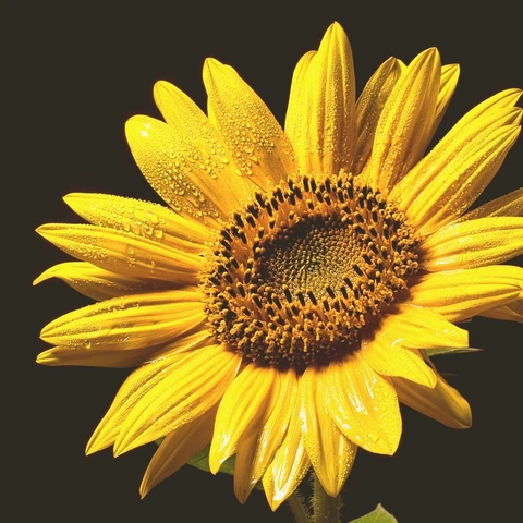 Cover art for Brighter Than the Morning Rush