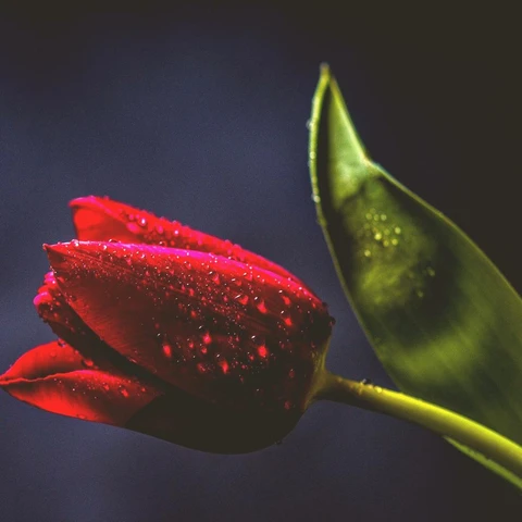 Pochette pour Where We Once Were