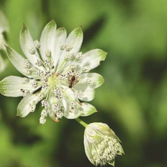 Pathway Through the Pines