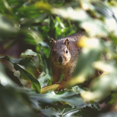 Tiptoe Toy Paradeのジャケット画像