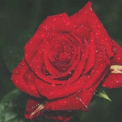 Sketches in Quiet Rain