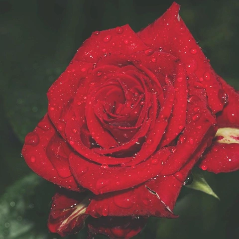 Arte da capa para Sketches in Quiet Rain