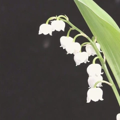 A Lament for the Lost