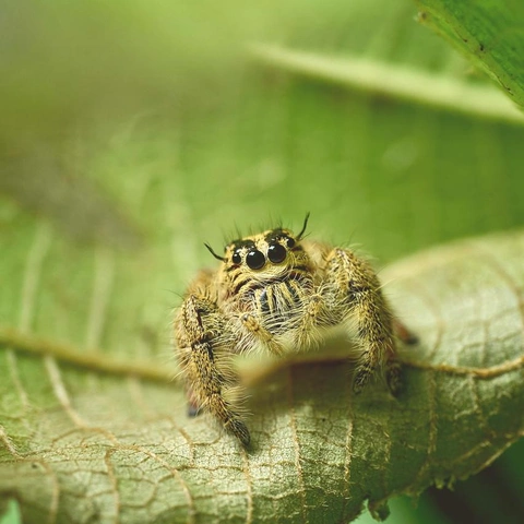 Portada para Sunlit Little Parade