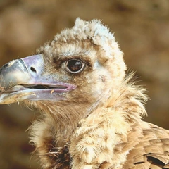 Strings of the Crimson Gate