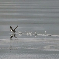 Fanfare of the Crown