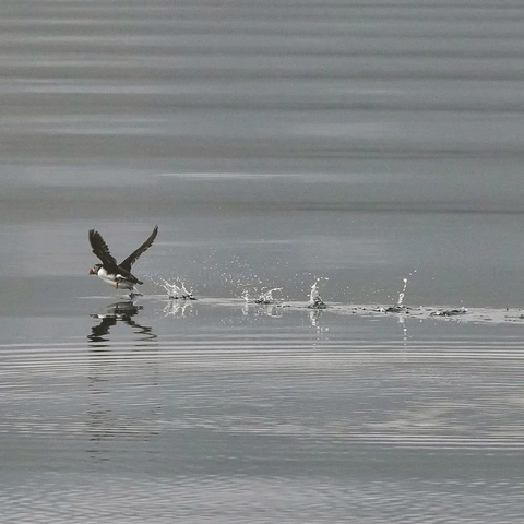 Fanfare of the Crownのジャケット画像