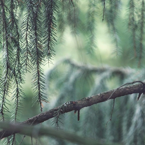 Arte da capa para Independent Spirit