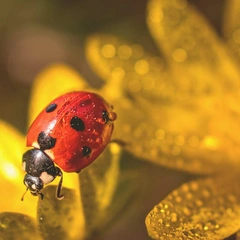 Cover art for Dusty Music Box