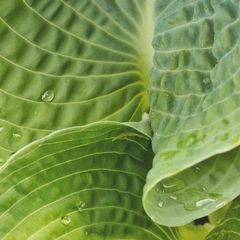 Cover art for Breath of Stillness