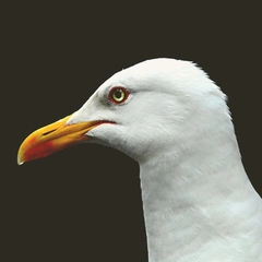 Shadows in the Concrete Air