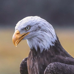 Charged Up and Ready