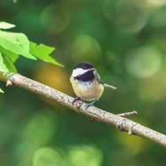 Little Lanterns of Noel