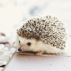 Cover art for Playful Pounce