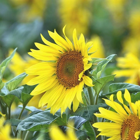 Coverbild für Riverbank Reel