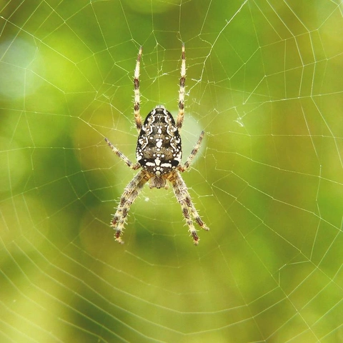 Portada para Sneakers in the Symphony