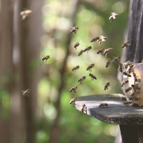 Cover art for Fanfare for a Little Kingdom